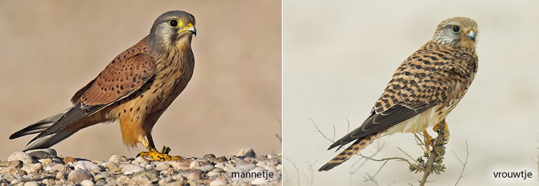 Verschil tussen mannelijke torenvalk en vrouwelijke torenvalk